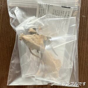 匿名配送　原色図鑑シリーズ　原色擬態昆虫 「 ヒシムネカレハカマキリ 」 #オオコノハムシ|ヒシムネカレハ|ハナカマキリ|コノハ　ガチャ