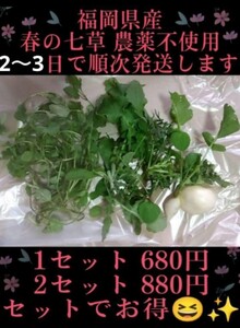 1セット 福岡県産 春の七草 七草粥 七草粥セット 農家直送 農薬不使用