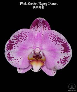 (^。 ^)(436) Phalaenopsis Lianher Happy Dancer 洋蘭