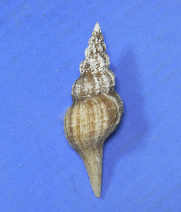 貝の標本 Pseudolathyrus discrepans 57.2mm.w/o.Taiwan 