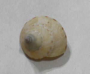 貝の標本 Calliostoma haliarchus 36mm. 台湾