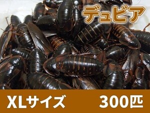 【送料無料】 デュビア XL 成虫サイズ 3.0～5.0cm 300匹 紙袋配送 アルゼンチンモリゴキブリ 肉食熱帯魚 爬虫類 両生類 [2807:broad2]