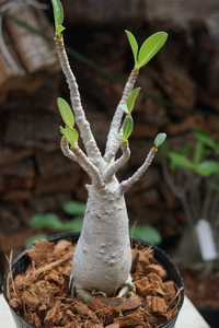 　Adenium arabicum (管理番号：ar11）アデニウム　アラビカム