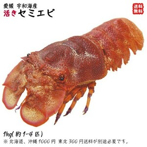 セミエビ （1-4尾で0.8-1kg） 天然 期間限定 10/1～4/30の漁期で水揚げあり次第 幻の海老 浜から直送 送料無料 宇和海の幸問屋