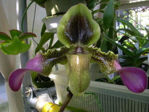 11/29 Paph.hirsutissimum 洋蘭 パフィオ 原種