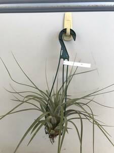 Tillandsia usneoides エアプランツ チランジア チランドシア 　送料込！45センチ前後　③