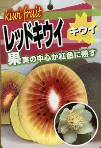 虹色レッドキウイフルーツ 苗木雌木1本雄木1本