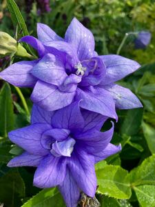 山野草　青花八重咲きアポイキキョウ　20粒