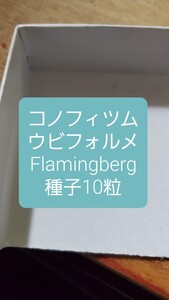 コノフィツム　ウビフォルメ, Flamingberg 種子10粒