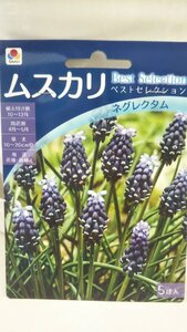 ムスカリ ネグレクタム １袋 球根 タキイ 郵便は送料無料