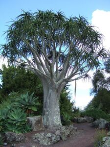 Aloe barberae bainesii アロエ バーベラエ バイネシー 種子 20粒