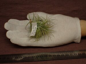 Tillandsia 