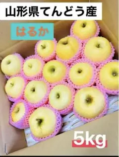 山形県てんどう産　訳ありはるな　5kg 限定品