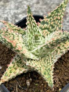 Aloe hybrid 20 アロエ ハイブリッド 実生 多肉植物 