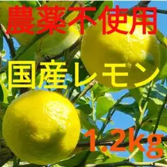 ㉝農薬不使用 新鮮 国産 レモン (箱込１.2kg)