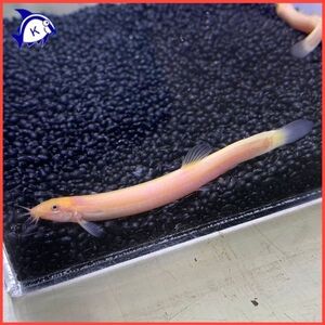 ヒドジョウ　Sサイズ　約3-6cm±　1匹　※雌雄のご指定不可　日本淡水魚　川魚