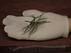 Tillandsia cocoensis チランジア・ココエンシス 087■エアプランツAH