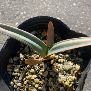 奇想天外　ウェルウィッチア・ミラビリス　Welwitschia mirabilis 選別株　レア　希少　多肉植物　裸子植物　毬果類