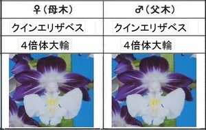 60えびね欄　６３８　クィーンエリザベスセルフ　2作以降初花見込苗　山野草エビネラン