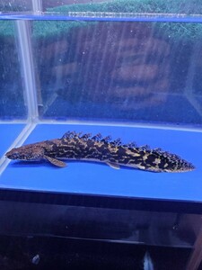 【過去最高クラス！】　ポリプテルス　デルヘッジ　±19cm　熱帯魚　古代魚