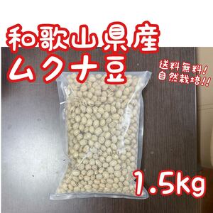 和歌山県産 ムクナ豆 1.5kg 栽培期間中農薬不使用 自然栽培 令和6年産 八升豆