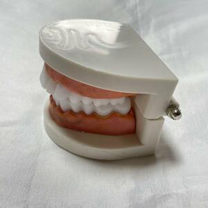 歯医者 歯の模型 標本 見本 解剖 はみがき 学習
