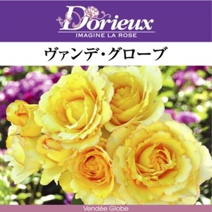 送料無料　ヴァンデ グローブ　新苗4号鉢　　鉢植え バラ 薔薇 ドリュ フレンチローズ ヴァンデグローブ ヴァンデグローヴ バンデグローブ