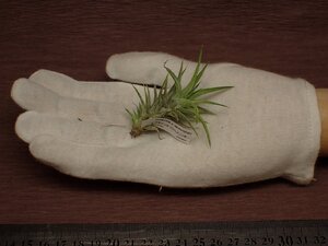 Tillandsia ionantha v.vanhyningii チランジア・イオナンタ バンハイニンギー 061★エアプランツPF