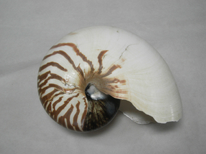 オウムガイ Nautilus pompilius 181mm 台湾