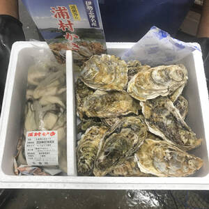 【送料無料】【生食用】 三重県産 浦村かき むき身500g＋殻付き20個セット（約2.7kg前後）（2～5人前程度）牡蠣 カキ 海鮮 お歳暮 贈り物