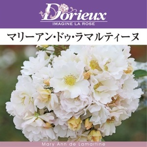 送料無料　マリーアン ドゥ ラマルティーヌ長尺7号 大苗　　鉢植え バラ 薔薇 ドリュ 大苗 フレンチローズ 7号鉢 7寸