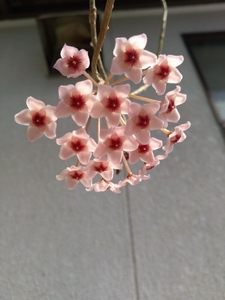 洋蘭　サクララン　現在開花中+蕾付き