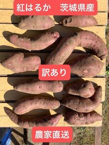 紅はるか 10kg（訳あり5kg×2箱）令和6年茨城県産