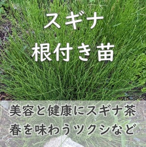 薬草◆スギナ 抜き苗 10本 美容と健康にスギナ茶 ツクシ 土筆 山菜 根付き 宿根草 園芸 ガーデニング