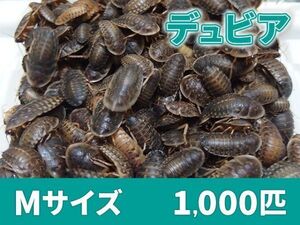 【送料無料】 デュビア Mサイズ 1.5～2.0cm 1000匹 紙袋配送 アルゼンチンモリゴキブリ 肉食熱帯魚 爬虫類 両生類 [2813:broad]