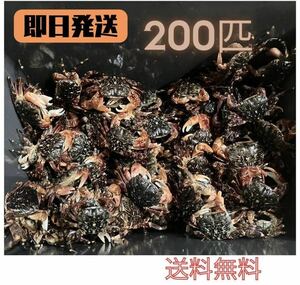 【送料無料】冷凍イソガニ200匹　石鯛　イシガキダイ　黒鯛　ゴブダイ　釣り餌　釣り