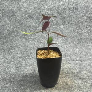 【鉢ごと発送】ペトペンチア ナタレンシス / Petopentia natalensis /【実生】/ 2号鉢 / 【現品】24-7-23-31