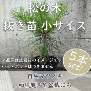 送料無料◆松 マツ 抜き苗 5本 小サイズ 盆栽 苗木 庭木 植樹 緑化 植林などにも 松の木 天然 実生苗 岡山県産 園芸 根付苗