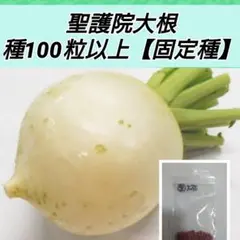 聖護院大根 種100粒以上【固定種】