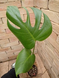 モンステラ　デリシオーサ　黄斑　実生(Monstera deliciosa Yellow variegata)