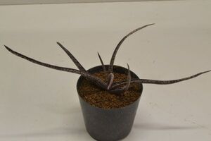 アロエ　アルビフローラ　ALOE albiflora