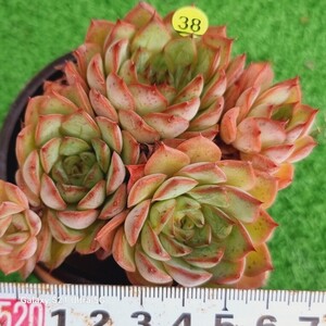 1202発送-Y038 ポーリーン エケベリア 多肉植物 韓国苗