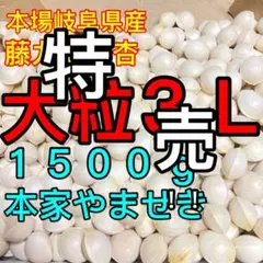 採りたて♡大粒３Ｌ１.５ｋg本場岐阜県産♡美味しい♡本家やませき♪藤九郎