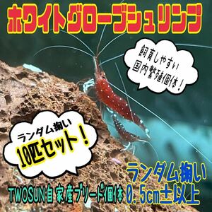 【4周年記念低額スタート！】10匹セット　ホワイトグローブシュリンプ スラウェシ シュリンプ　当店ブリード/0.5cm〜 ランダム掬い　