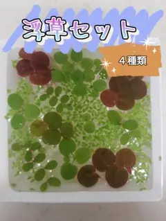 浮草　セット（水草・浮草）