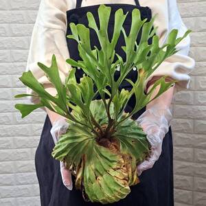 ☆12/04輸入☆124L ビカクシダ 植物☆Platycerium ridleyi (プラティケリウム リドレイ)Center Borneo Wild/麋角羊歯