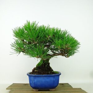 盆栽 松 黒松 樹高 約20cm くろまつ Pinus thunbergii クロマツ マツ科 常緑針葉樹 観賞用 小品 現品