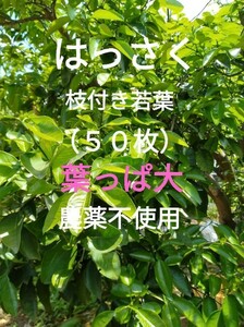 八朔　はっさく　大きい葉　枝付き若葉（50枚）農薬不使用　柑橘類　葉　餌　アゲハ幼虫の餌