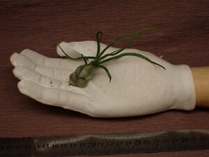 Tillandsia bulbosa Red Form チランジア・ブルボーサ レッドフォーム 218■エアプランツTR