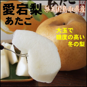 早期送料無料☆即決☆鳥取県産 愛宕(あたご5)梨 5ｋｇ箱（5～14玉入）【11月中旬～下旬頃～予約順に出荷】訳あり自家用王秋なしシャイン